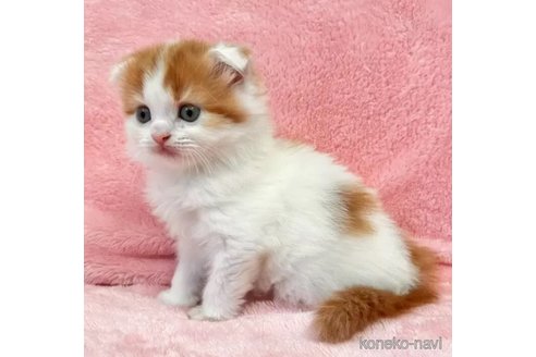 成約済の静岡県のスコティッシュフォールド(折れ耳)-105758の3枚目