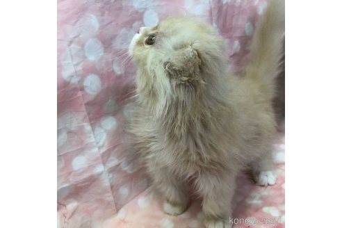 成約済の愛知県のスコティッシュフォールド(折れ耳)-105763の7枚目