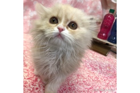 成約済の愛知県のスコティッシュフォールド(折れ耳)-105763の8枚目
