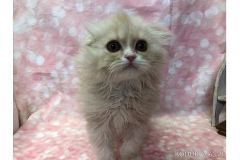成約済の愛知県のスコティッシュフォールド(折れ耳)-105763の9枚目