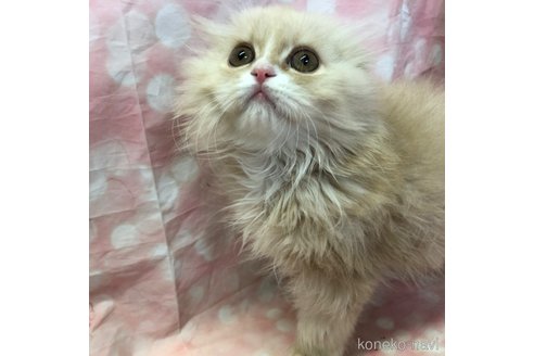 成約済の愛知県のスコティッシュフォールド(折れ耳)-105763の11枚目