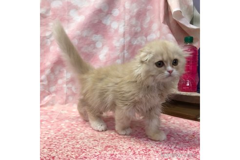 成約済の愛知県のスコティッシュフォールド(折れ耳)-105763の4枚目