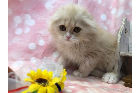 成約済の愛知県のスコティッシュフォールド(折れ耳)-105763の5枚目