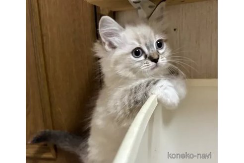 成約済の千葉県のラグドール-105783の2枚目