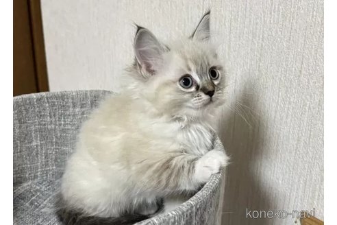 成約済の千葉県のラグドール-105783の3枚目