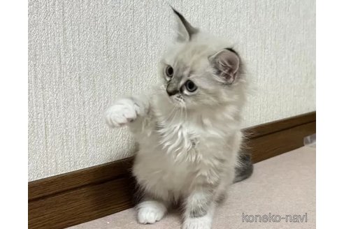 成約済の千葉県のラグドール-105783の6枚目