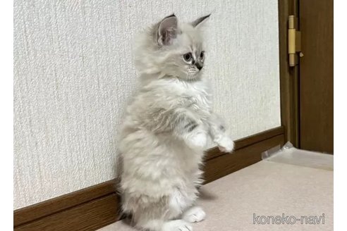 成約済の千葉県のラグドール-105783の5枚目