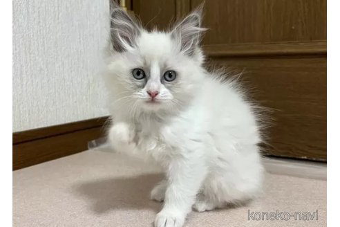 成約済の千葉県のラグドール-105788の1枚目