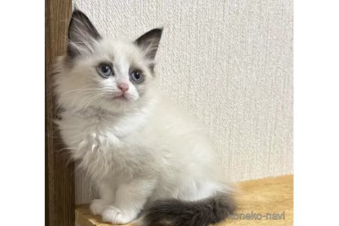 成約済の千葉県のラグドール-105791の6枚目