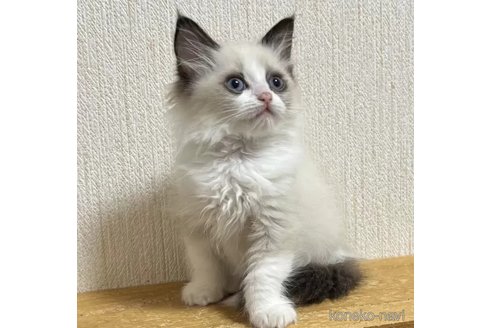 成約済の千葉県のラグドール-105791の2枚目