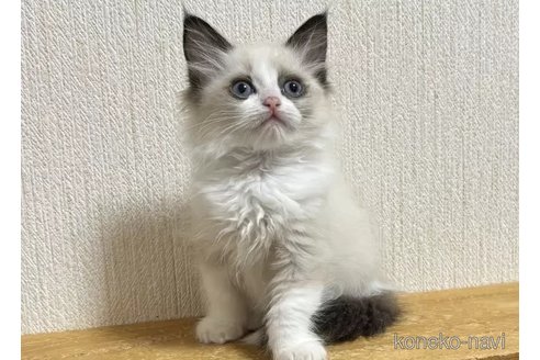 成約済の千葉県のラグドール-105791の4枚目