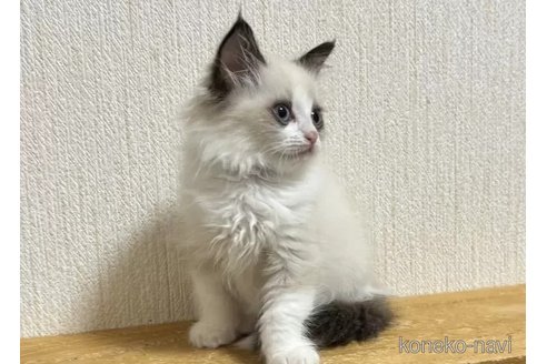成約済の千葉県のラグドール-105791の3枚目