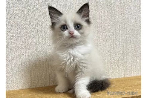 成約済の千葉県のラグドール-105791の1枚目