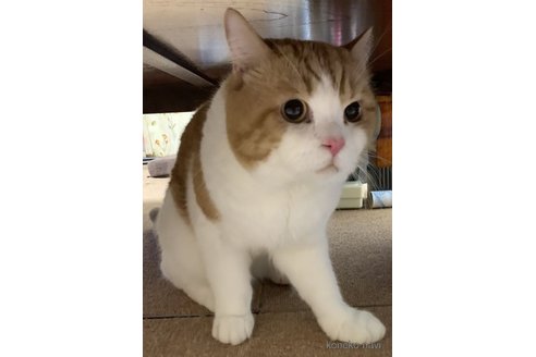 の静岡県の-