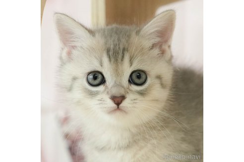 成約済の千葉県のミヌエット-105838の1枚目