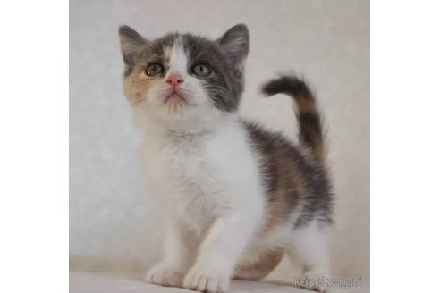 販売中の静岡県のブリティッシュショートヘア-105849の6枚目
