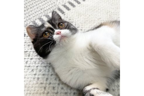 成約済の愛知県のミヌエット-93351の11枚目