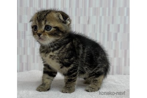 成約済の千葉県のスコティッシュフォールド(折れ耳)-105896の2枚目