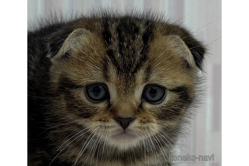 成約済の千葉県のスコティッシュフォールド(折れ耳)-105896の1枚目