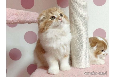 成約済の愛媛県のスコティッシュフォールド(折れ耳)-105897の4枚目