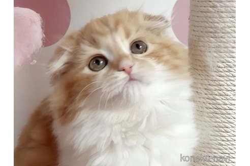成約済の愛媛県のスコティッシュフォールド(折れ耳)-105897の5枚目