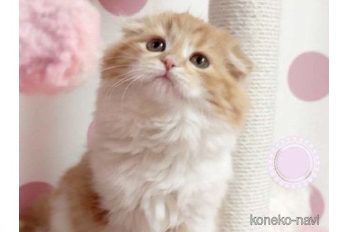 成約済の愛媛県のスコティッシュフォールド(折れ耳)-105897の2枚目