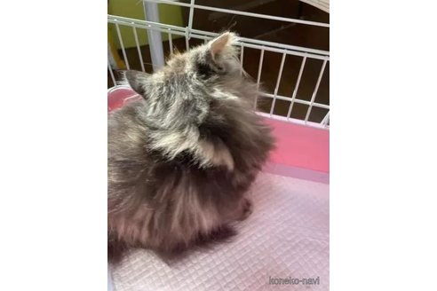 成約済の京都府のマンチカン-105898の3枚目