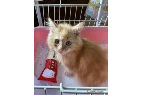 成約済の京都府のマンチカン-105900の3枚目