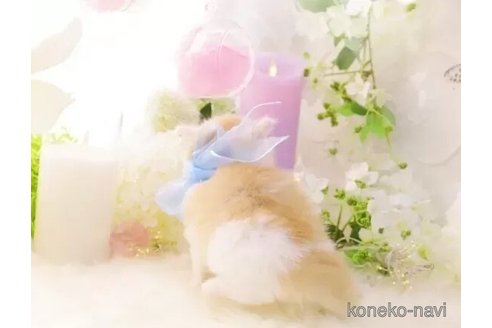 成約済の岐阜県のラガマフィン-105914の2枚目