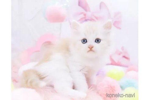 成約済の岐阜県のラガマフィン-105914の3枚目
