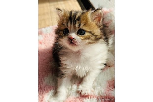 成約済の奈良県のミヌエット-105920の5枚目