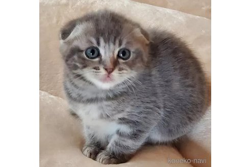 成約済の愛知県のスコティッシュフォールド(折れ耳)-105933の2枚目