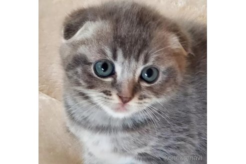 成約済の愛知県のスコティッシュフォールド(折れ耳)-105933の4枚目
