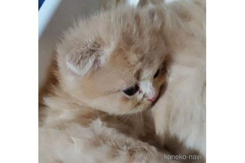成約済の愛知県のスコティッシュフォールド(折れ耳)-105935の3枚目