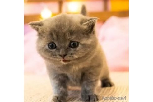 成約済の岐阜県のマンチカン-105936の5枚目