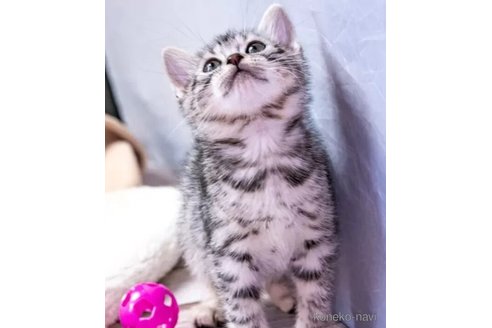 成約済の埼玉県のスコティッシュフォールド-105994の3枚目