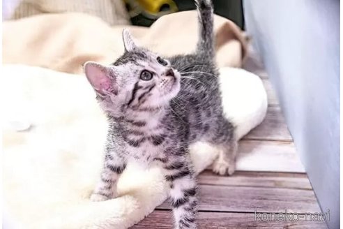 成約済の埼玉県のスコティッシュフォールド-105994の2枚目