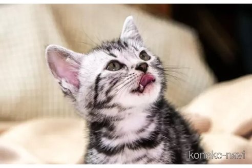 成約済の埼玉県のスコティッシュフォールド-105995の3枚目