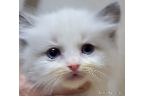 成約済の栃木県のラグドール-103342の4枚目