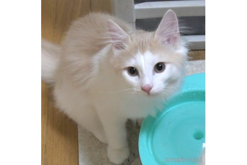 成約済の茨城県のノルウェージャンフォレストキャット-106016の3枚目