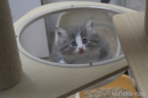 成約済の茨城県のノルウェージャンフォレストキャット-106021の2枚目