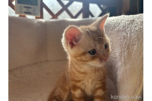 成約済の千葉県のアメリカンショートヘア-104206の2枚目