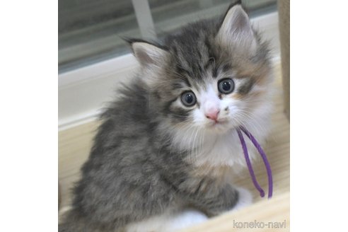 販売中の茨城県のノルウェージャンフォレストキャット-106033の3枚目