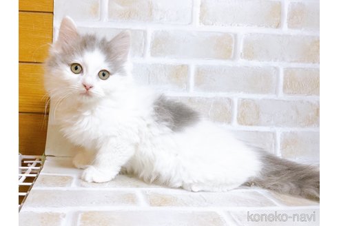 成約済の東京都のサイベリアン-103392の4枚目