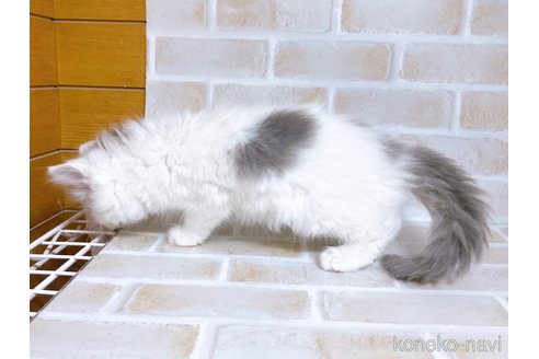 成約済の東京都のサイベリアン-103392の5枚目