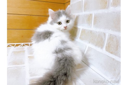 成約済の東京都のサイベリアン-103392の2枚目