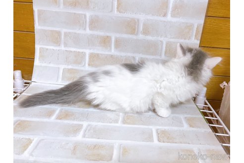 成約済の東京都のサイベリアン-103392の3枚目