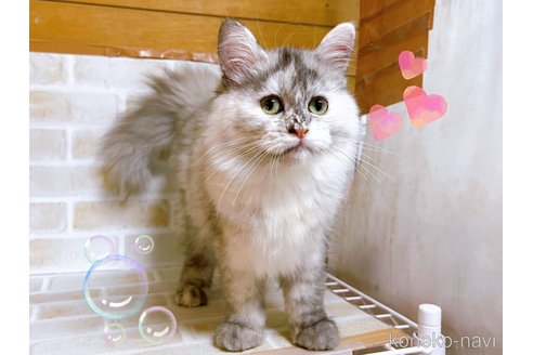 成約済の東京都のミヌエット-96464の1枚目