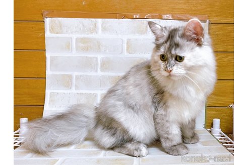 成約済の東京都のミヌエット-96464の2枚目