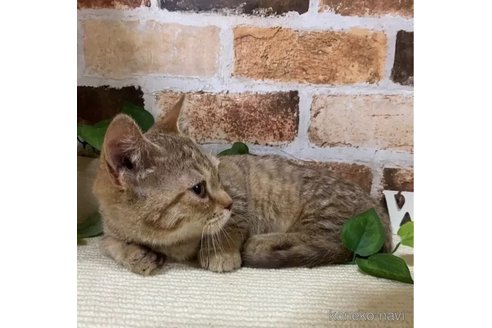 成約済の岐阜県のマンチカン(短足)-106041の3枚目